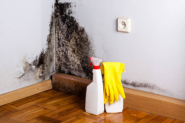 Best Mold Damage Repair  in Westerville, OH